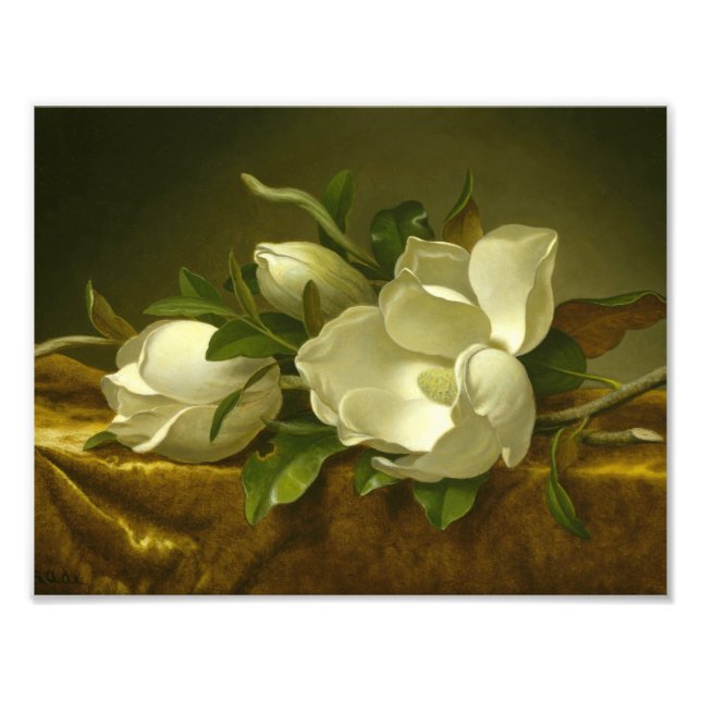 Foto Martin Johnson Heade - Magnolias sobre Velvet de O (Frente)