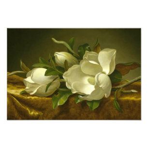 Foto Martin Johnson Heade - Magnolias sobre Velvet de O