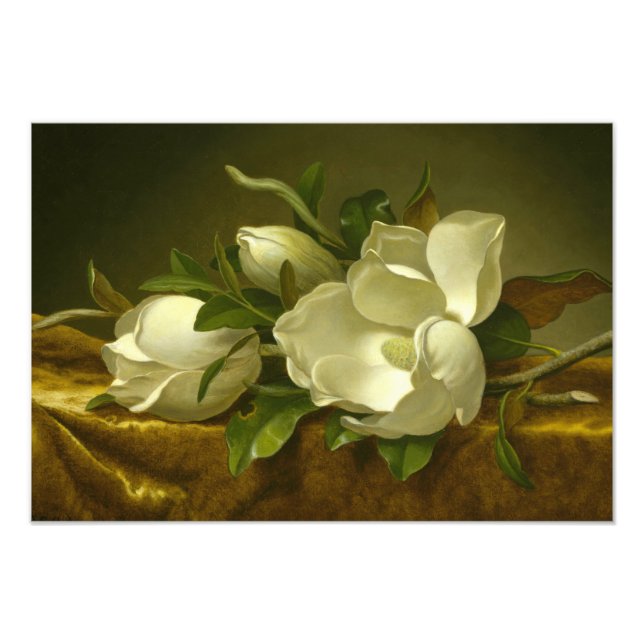 Foto Martin Johnson Heade - Magnolias sobre Velvet de O (Frente)