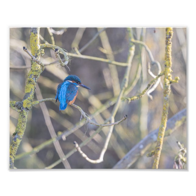 Foto Martin-pêcheur (Frente)