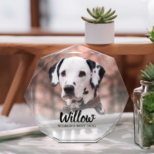 Foto mascota personalizada