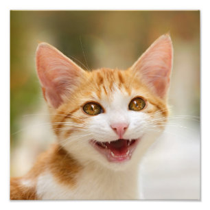 Foto Maullido sonriente lindo del gato de la diversión