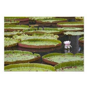 Foto Mauricio, Pamplemousses, SSR Botánico