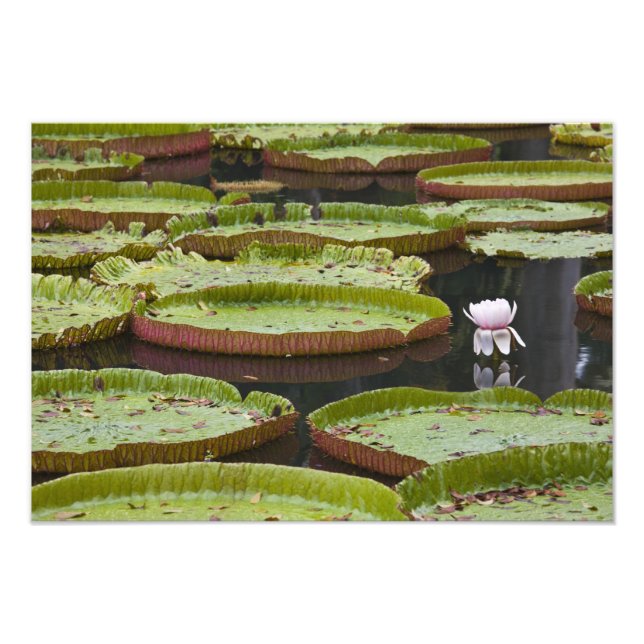 Foto Mauricio, Pamplemousses, SSR Botánico (Frente)