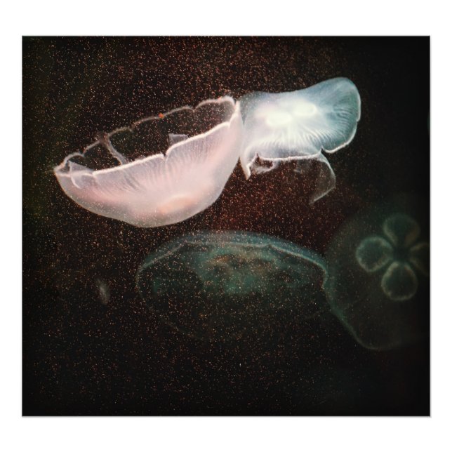 Foto Medusas Hermosas (Frente)