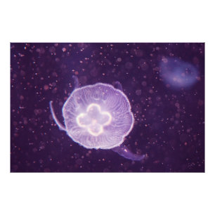 Foto Medusas nadando