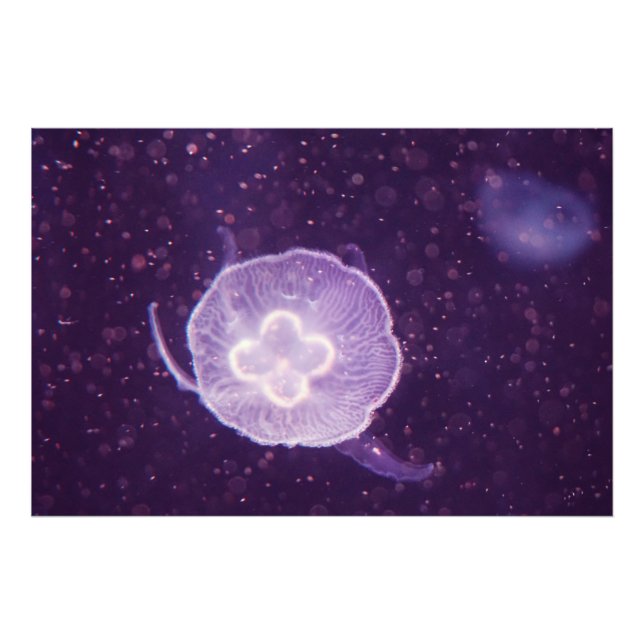 Foto Medusas nadando (Frente)