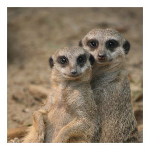 Foto Meerkat_20170901_by_JAMFoto