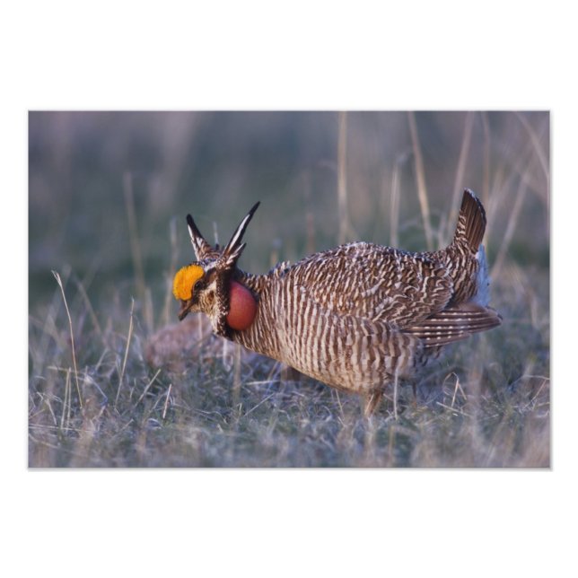 Foto Menos Prairie-Chicken, Tympanuchus (Frente)