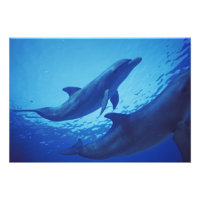 México, Cozumel. Delfín mular, Tursiops