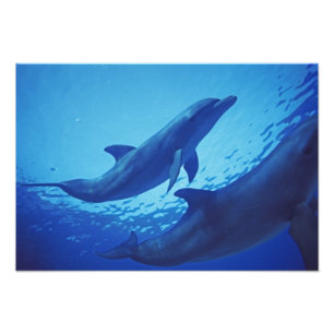 Foto México, Cozumel. Delfín mular, Tursiops