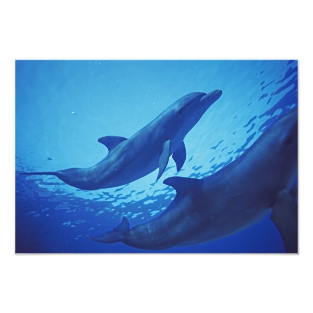 Foto México, Cozumel. Delfín mular, Tursiops (Frente)