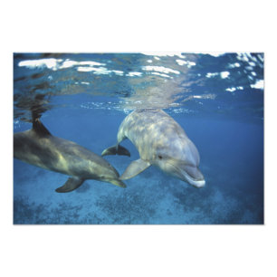 Foto México, Cozumel. Delfín mular, Tursiops