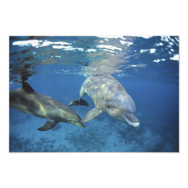 Foto México, Cozumel. Delfín mular, Tursiops (Frente)