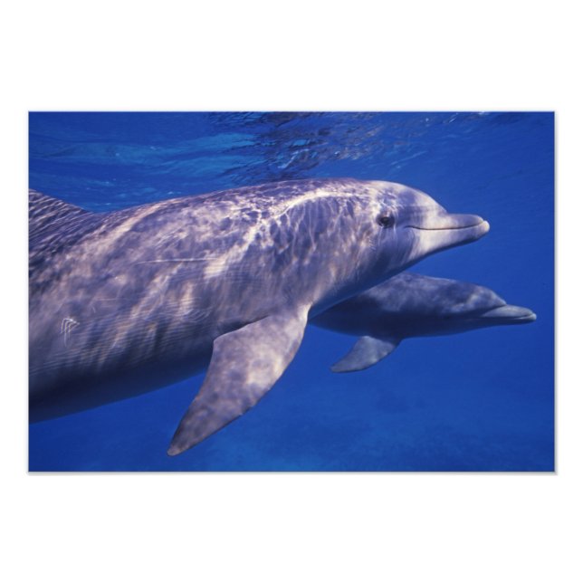 Foto México, Cozumel. Delfín mular, Tursiops 2 (Frente)