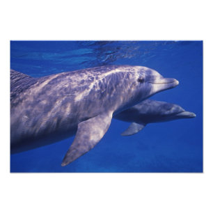 Foto México, Cozumel. Delfín mular, Tursiops 3
