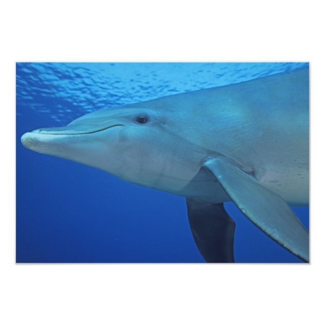 Foto México, Cozumel. Delfín mular, Tursiops 4 (Frente)