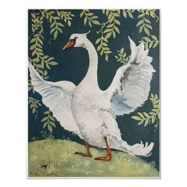 Foto mi dulce cisne (Frente)