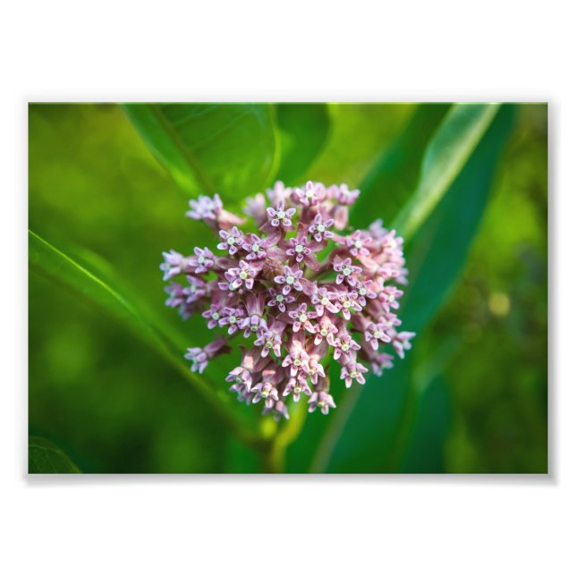 Foto Milkweed — (Frente)