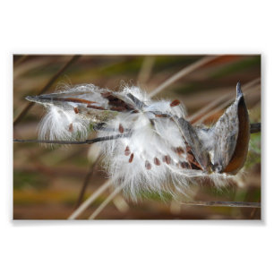 Foto Milkweed ido para sembrar