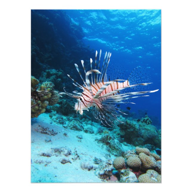 Foto Millas de Lionfish o Pterois, peces de arrecifes o (Frente)