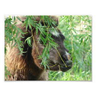 Foto Mini Filly Being Onery