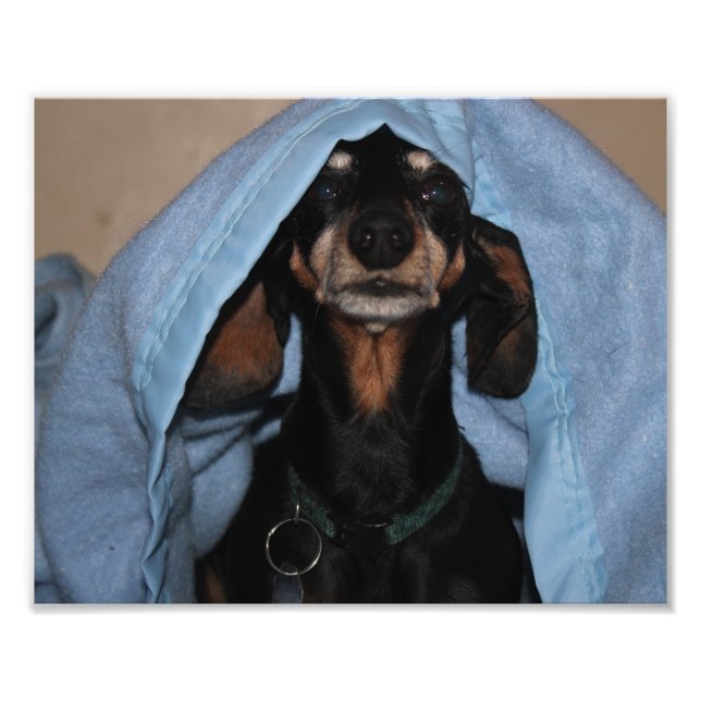 Foto Minimizar Dachshund Peek a Boo (Frente)