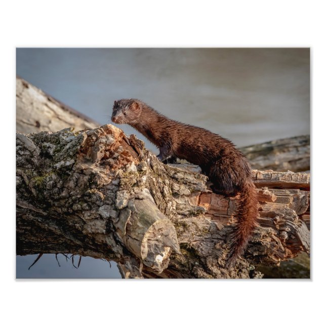 Foto Mink americano 14x11 (Frente)