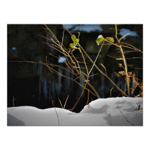 Foto "Minnesnowta invisible"