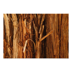 Foto Mira de corteza de madera texturizada de cedro