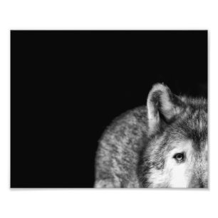 Foto Mirada fija del lobo gris - impresión blanco y