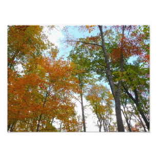 Foto Mirando hacia arriba a las hojas de otoño I Follaj