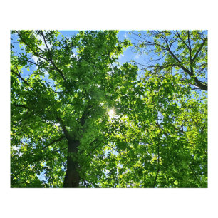 Foto Mirando hacia arriba hojas verdes y cielo azul - R