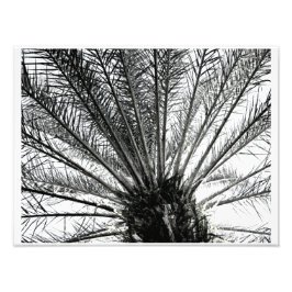 Foto Mirando hacia arriba // Palma de Florida en Blanco