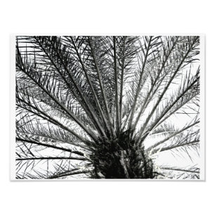 Foto Mirando hacia arriba // Palma de Florida en Blanco