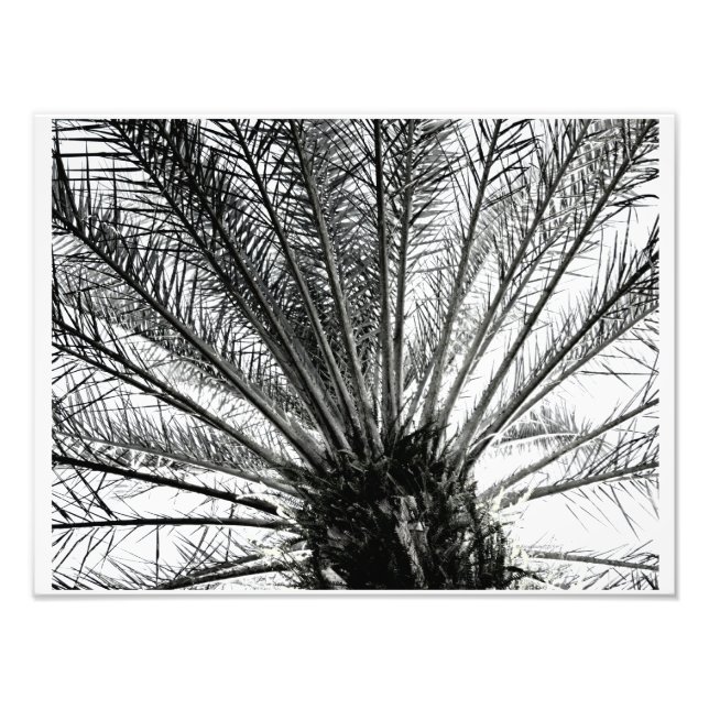 Foto Mirando hacia arriba // Palma de Florida en Blanco (Frente)