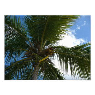 Foto Mirando hacia la naturaleza tropical de las palmer