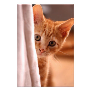 Foto Mirar a escondidas el gatito