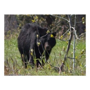 Foto Mirar a escondidas el oso