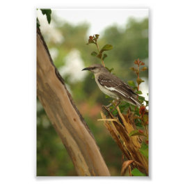 Foto Mockingbird en un árbol Myrtle de crepe