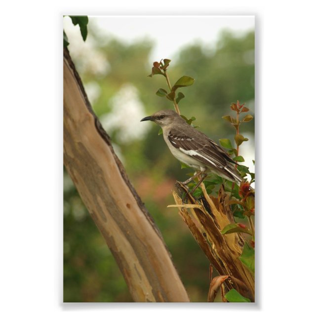 Foto Mockingbird en un árbol Myrtle de crepe (Frente)