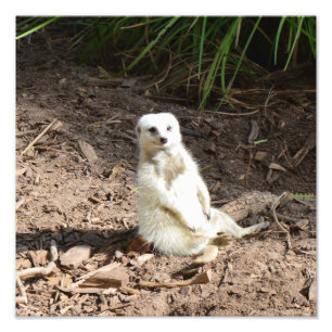 Foto Modelo en lo salvaje: Meerkat blanco posando para