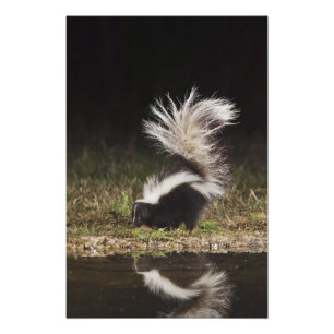 Foto Mofeta Rayada, Mephitis mephitis