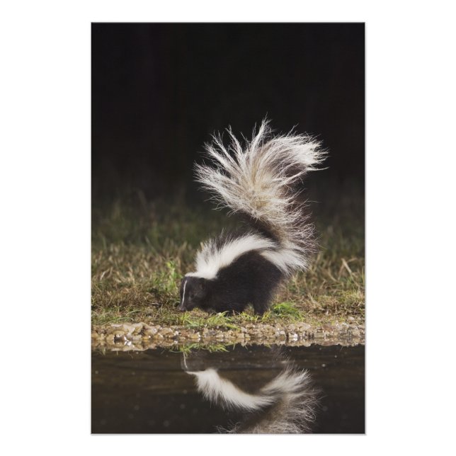 Foto Mofeta Rayada, Mephitis mephitis (Frente)