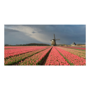 Foto Molino de viento con los tulipanes rosados en
