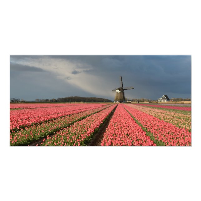 Foto Molino de viento con tulipanes rosados en primaver (Frente)