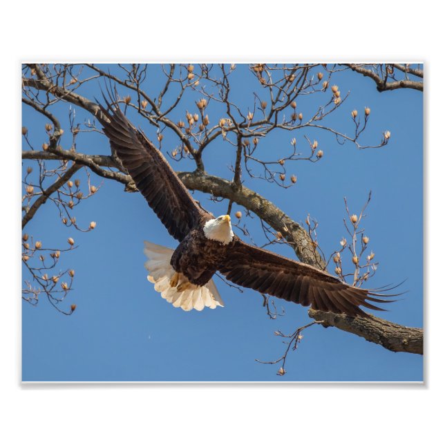 Foto Momma Flies (Frente)
