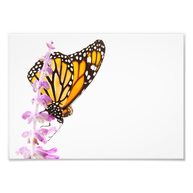 Foto Monarca encaramado en lavanda (Frente)