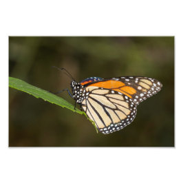 Foto Monarca encaramado sobre una hoja