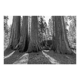 Foto Monarcas de la Selva (Blanco y Negro)